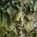 Lichen