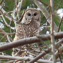 Barred Owl