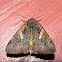 Sweetfern Underwing