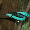 Spangled Cotinga
