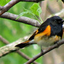 American Redstart