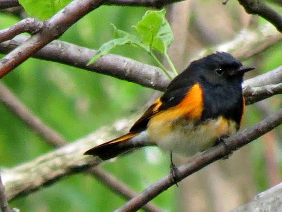 Spotting Image 1