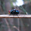 Oriental Latrine Fly