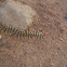 Indian tiger centipede