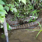 Northern Watersnake
