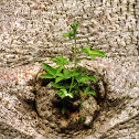 गोरक्षी Baobab