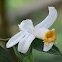One day Orchid