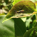 Katydid nymph