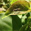 Katydid nymph
