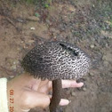 Boleto escamoso