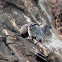 Rock (Cape) Hyrax