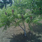 Staghorn Sumac