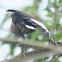 common myna