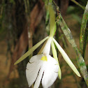 epidendrum sp