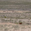 Texas Longhorn