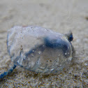 Portuguese Man-O-War