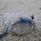 Portuguese Man-O-War