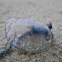 Portuguese Man-O-War