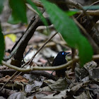 Hormiguero dorsicastaño - Chestnut-backed Antbird