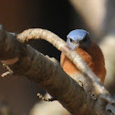 Eastern Bluebird (#2)