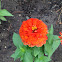 Zinnia