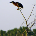 Green Heron