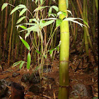 Bamboo
