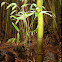 Bamboo