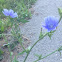 Chicory