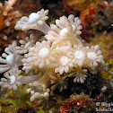 Soft coral