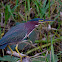 Green Heron