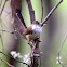 Red-backed Fairywren ( FEMALE)