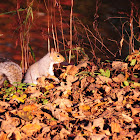 Eastern Grey Squirrel