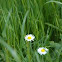 Daisy