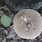 mushroom