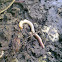 worm
