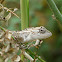Garden Lizard