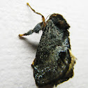 moth