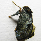 moth