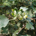 Ribes