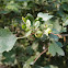 Ribes