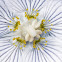 Marsh Grass-of-Parnassus/Bog star