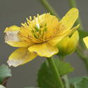 Marsh Marigold