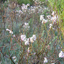 Rebollo- Pyrenean oak