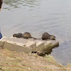 Nutria