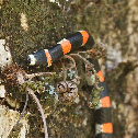 Coral gargantilla, Many-banded Coralsnake