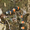 Coral gargantilla, Many-banded Coralsnake
