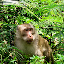Long-tailed Macaque