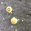 Barnacles