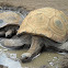 Aldabra Tortoise